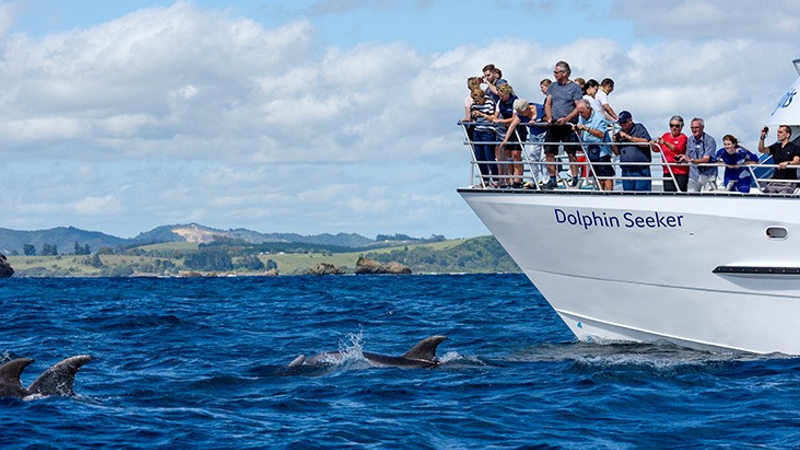 Bay of Islands Day Return With Hole in the Rock Dolphin Watching Cruise ...