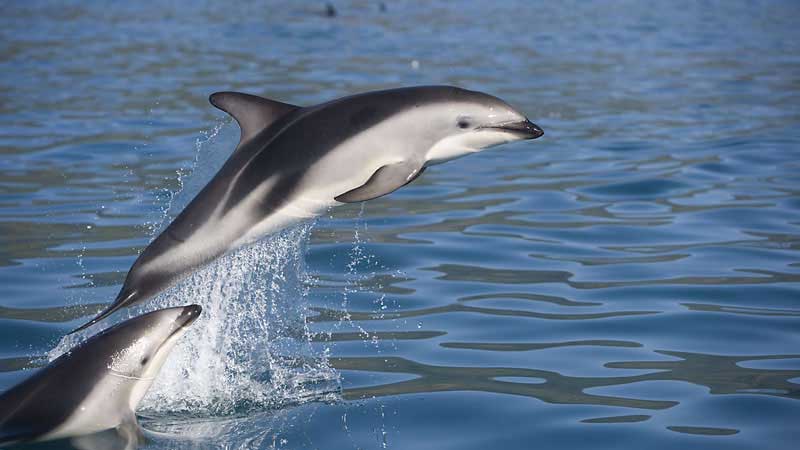 Kaikoura Dolphin Watch Tour Epic Deals And Last Minute Discounts